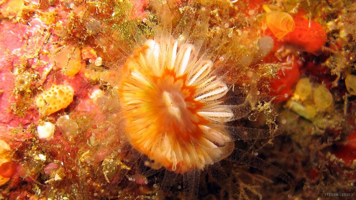 140 Madrepore oeillet (Caryophillia inornata)1.jpg - Madrépore illet (Caryophyllia inornata) : Petit, forme ovale avec des structures radiales bien marquées